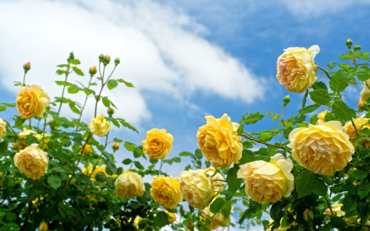 1042399 (a): :2880x1800